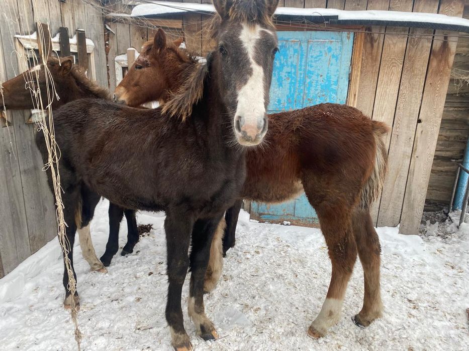 Продам жабагы 3 шт.