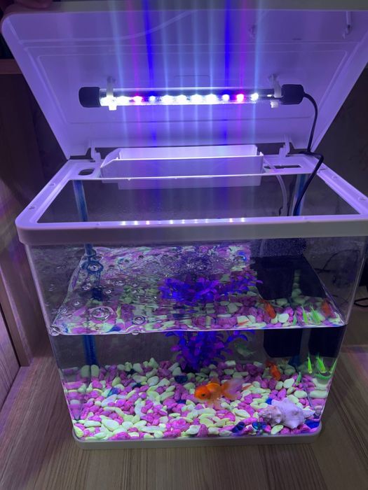 30 litr Akvarium va baliqlar