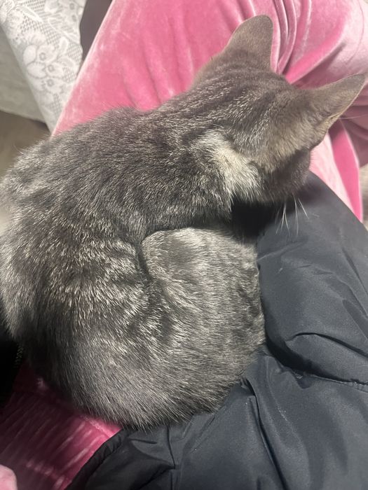 Ищем дом котенку , мальчик