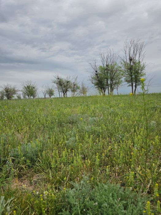 Продам землю 300 гек срочно