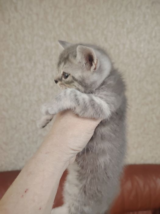 Замечательные котятки