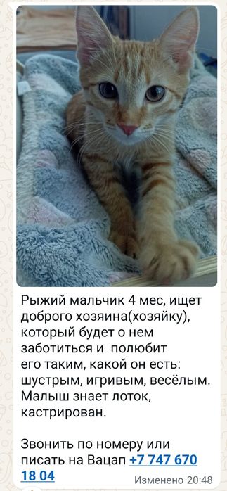 Отдам котенка,кастрирован