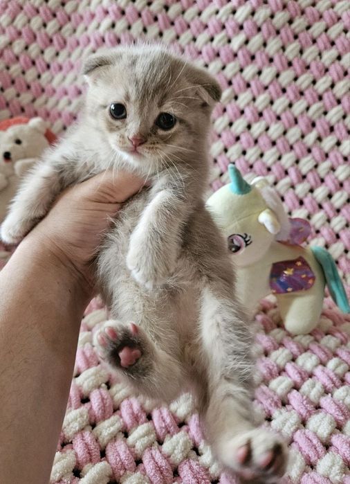 Скотш фолд угил бола