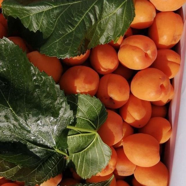 Salom siz qidirayotgan kuchatlar dastafka bor