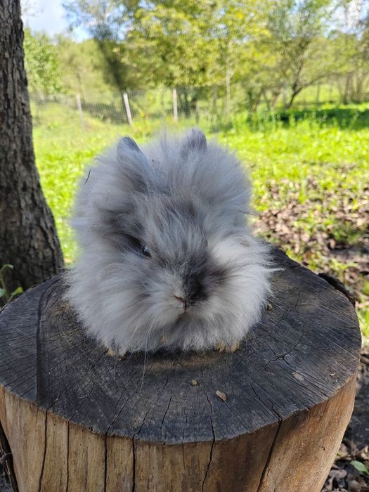 Vând iepuri Cap de leu