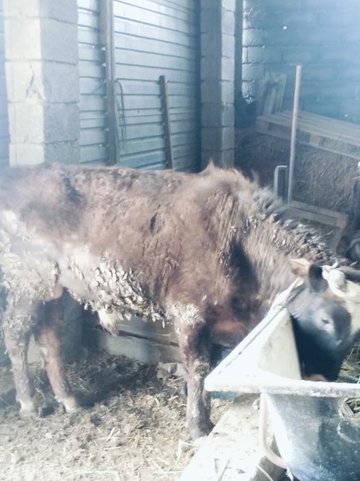 Бұқа Өгіз сатылады