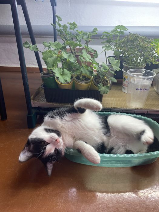 Кошечка 6 месяцев, девочка