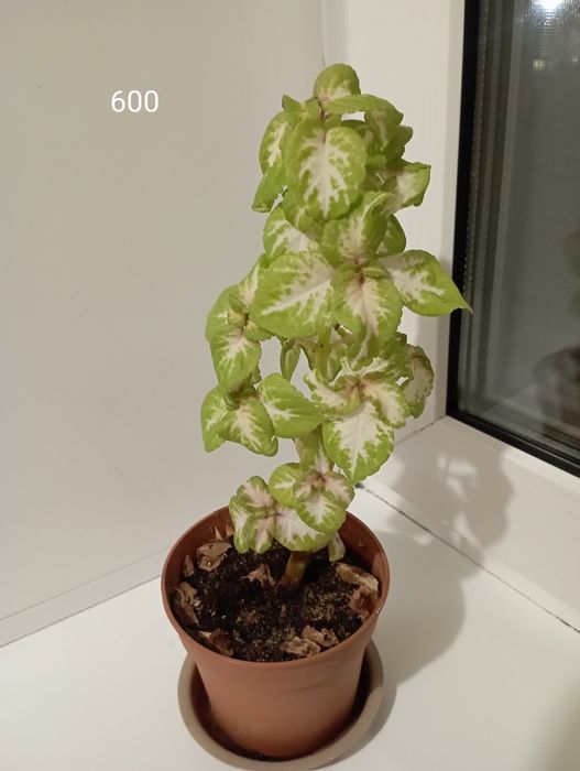 Комнатные растения