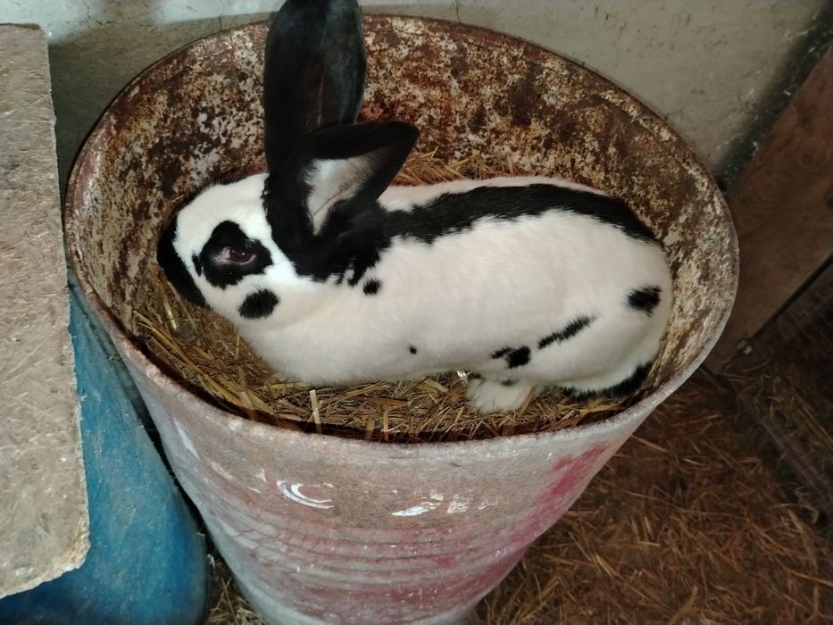 Mascul fluture german