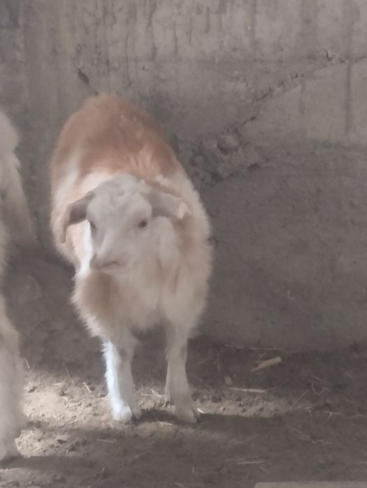 Boʻgʻoz echki sotiladi