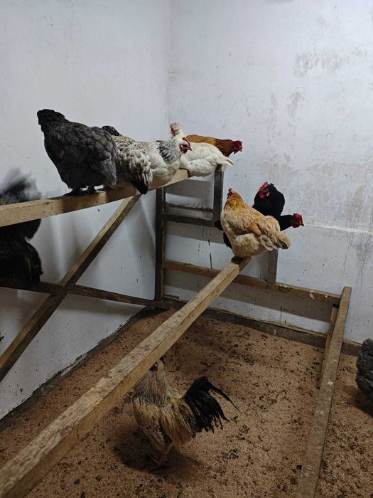 Яйцо куриное .домашнее