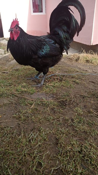 Vând cocoș australop, cocoș moțat,o pereche viandote și 6 rate mute.