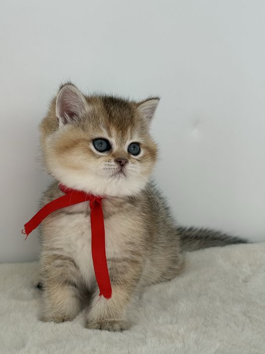 British golden ticked tabby