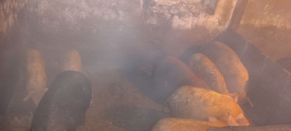 Продаются свиньи!!!