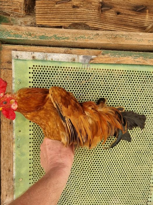 Vand cocos  credli pitic (americane).