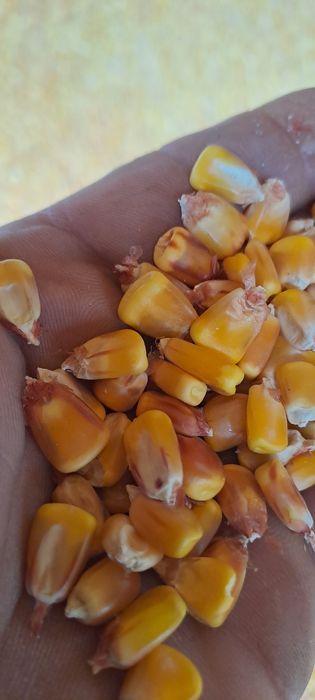 Vand porumb si grau vrac