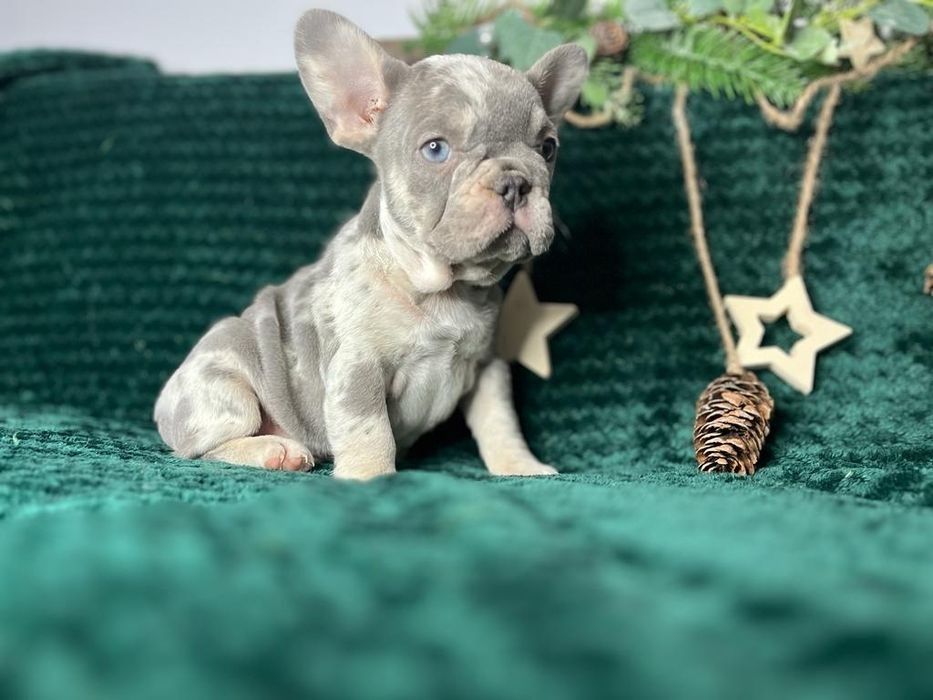 Bulldog francez blue