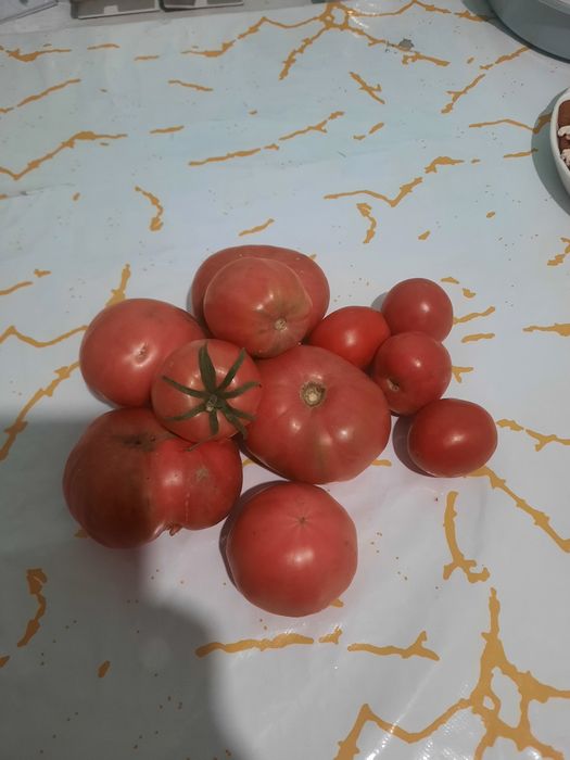 Продам Помидоры 500