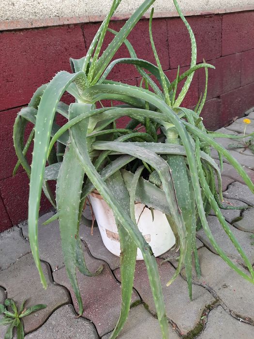 Алоэ лечебные - 5пяти, 7семилетние.