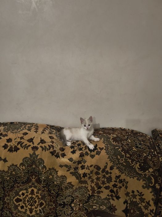 Моя красотулька. Котёнок