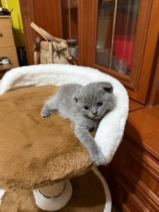 Продаются котята. Британские вислоухие. От правильной вязки.