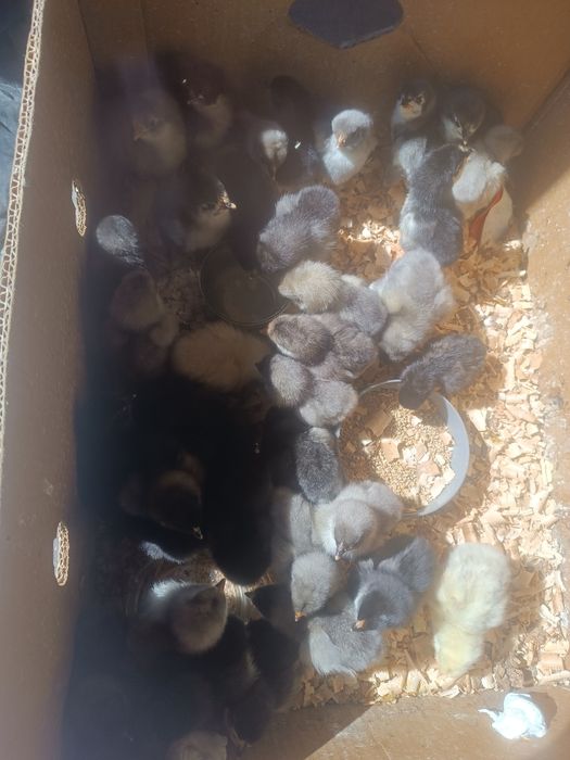 Vând 35-40 pui Australorp