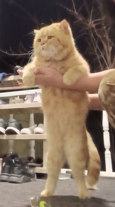 Skotish strayt shotland