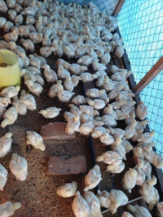 Бройлер  2х недельный