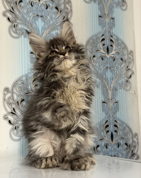 Мейн-кун  вязка полидакт 6/6/6/6