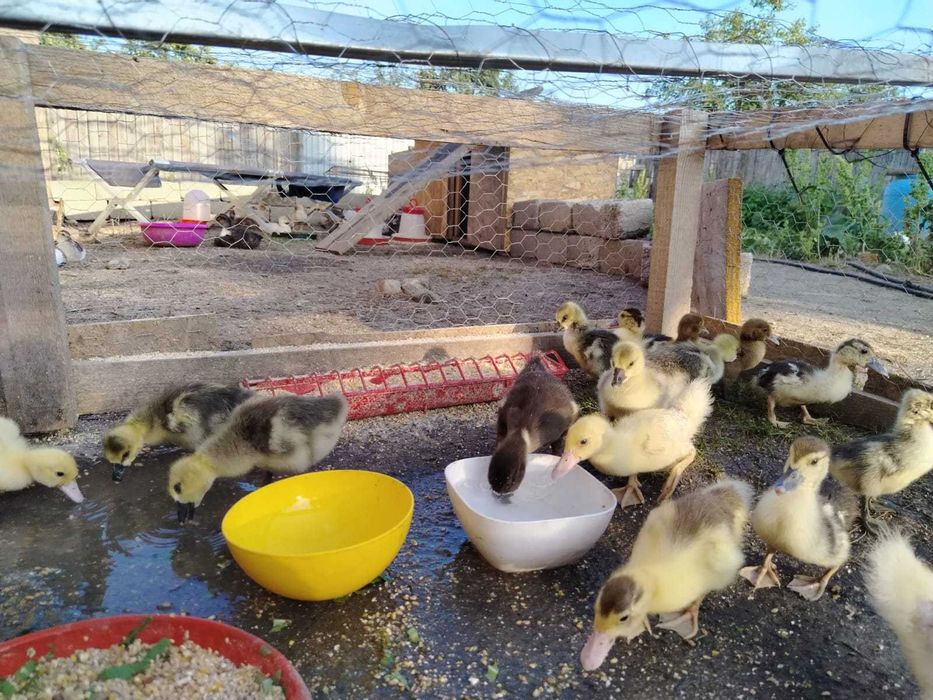 Vand boboci de rata, gasca precum si pui de gaina, bibilica sau curcan