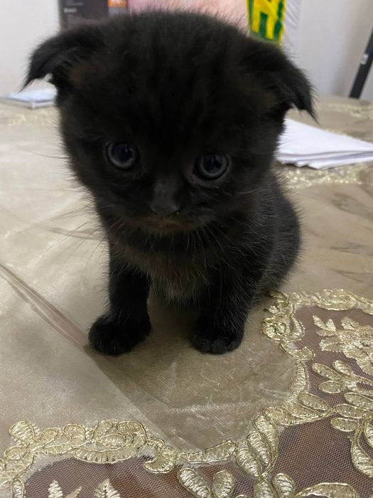 Продаём котиков.