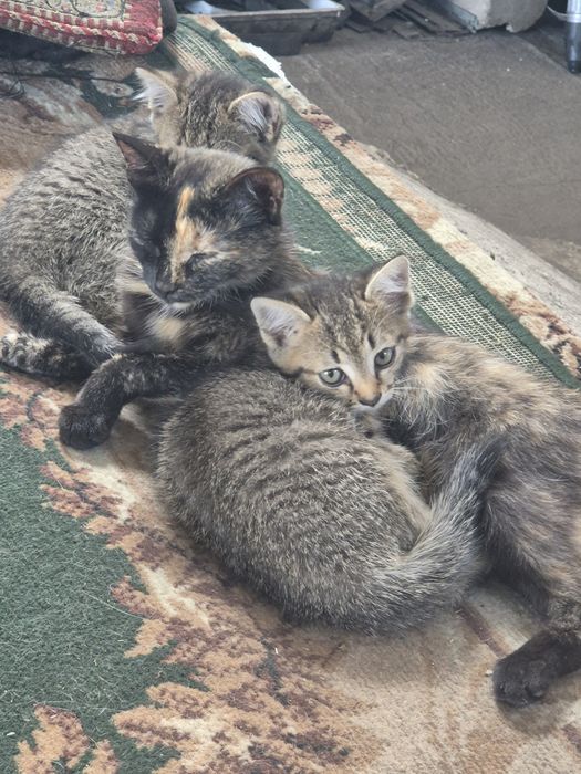 Отдам котят в добрые руки