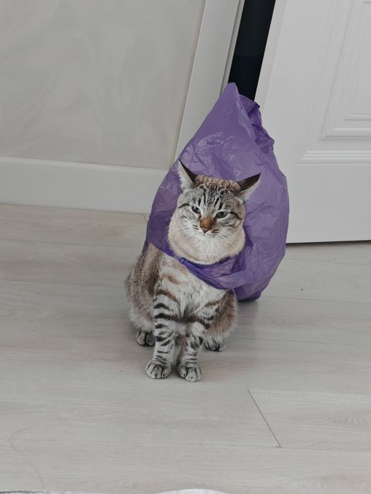 Мощный котик отдам