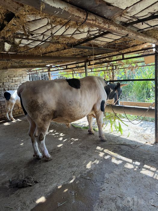 Kotta Buqa sotilad