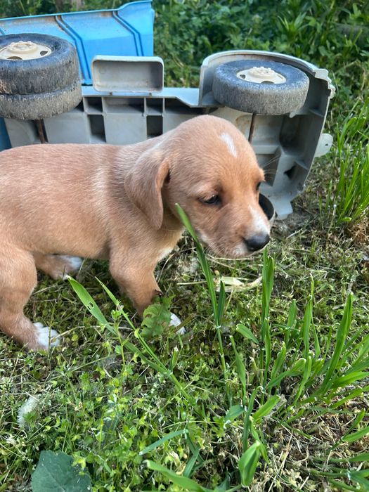 Подаряват се кученца