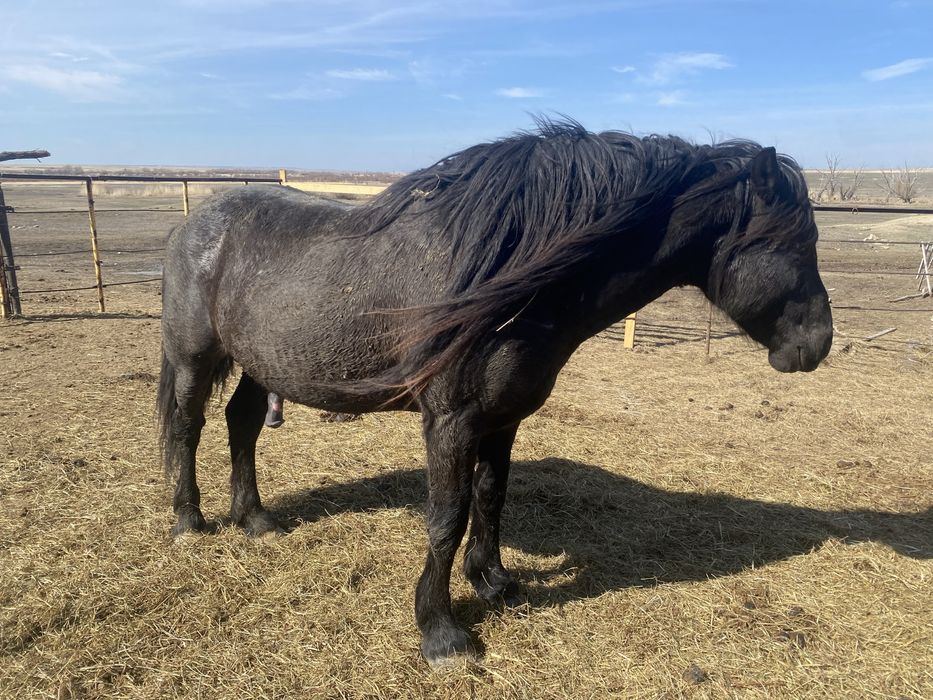 айгыр сатылады 2019