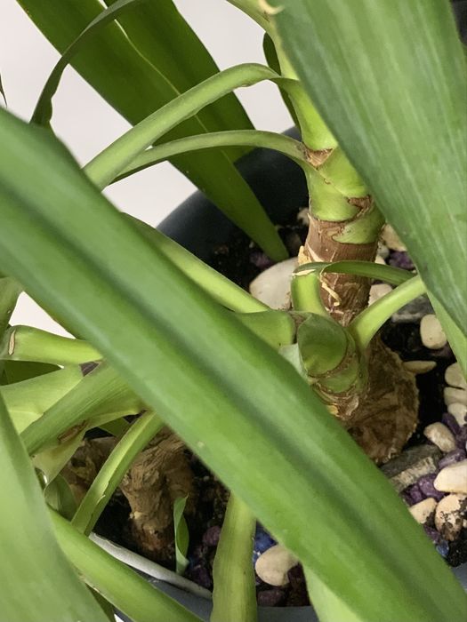 Продам Драцену, очень большую