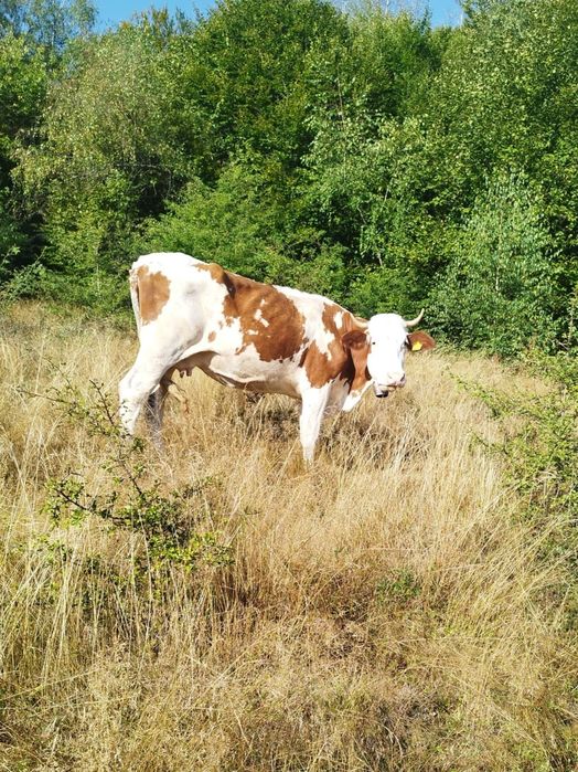 Vând vacă rasa bălțată românească