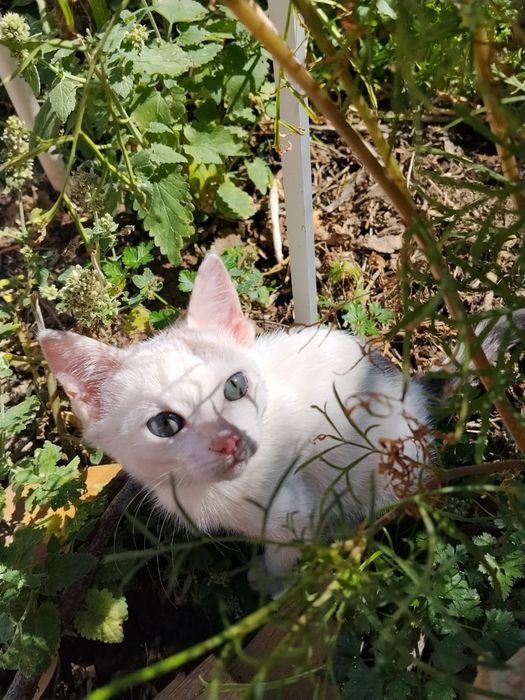 Ласковый котик мальчик