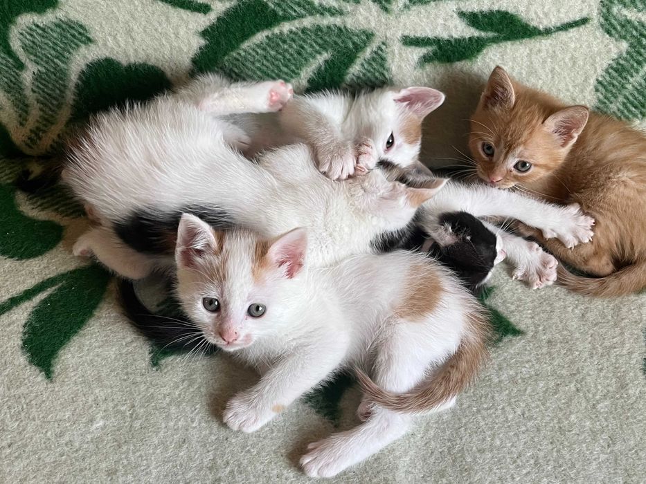 Puiuti pentru adoptie