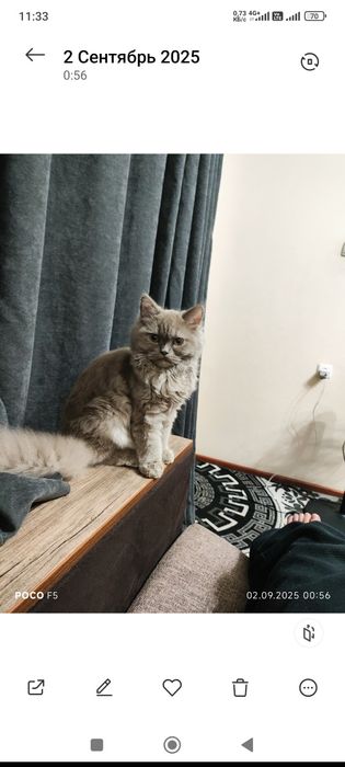 Legginglarda hol mushuklar