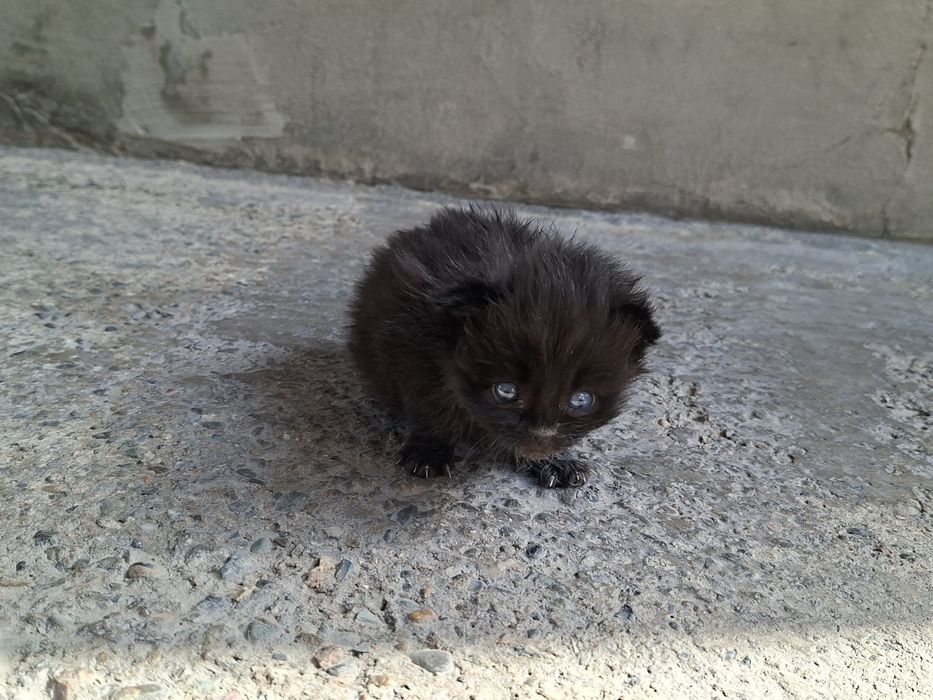 Отдам котят в хорошие руки