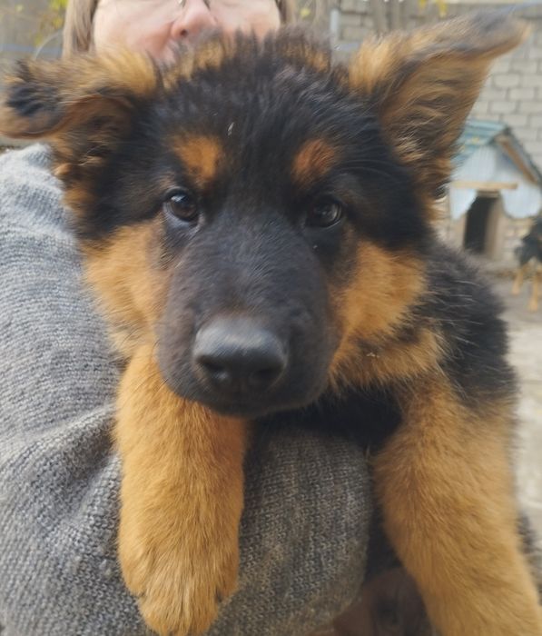 Щенки немецкой овчарки