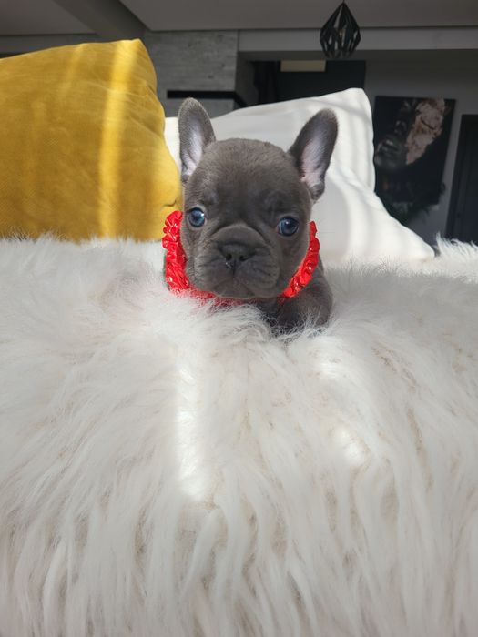 Bulldog francez blue