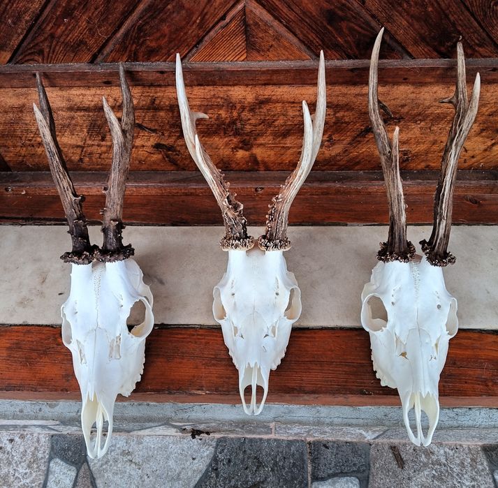 Трофей от сръндаци.Рога.3бр