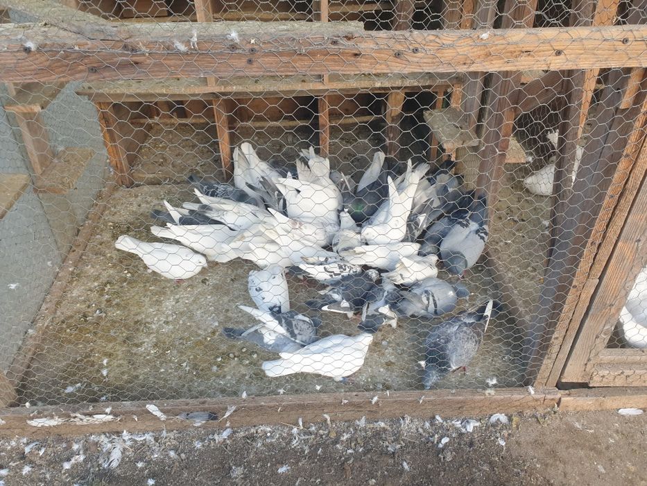 Prumbei voiajori si infoiati albi