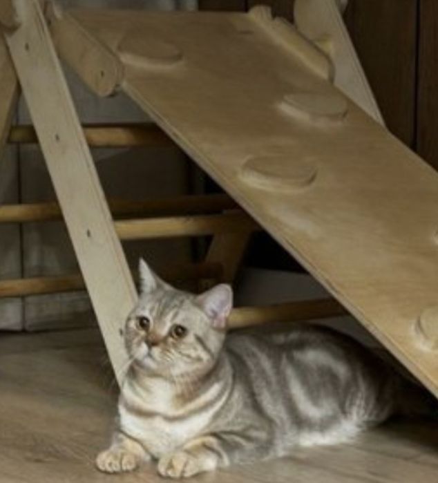Котенок шотландский
