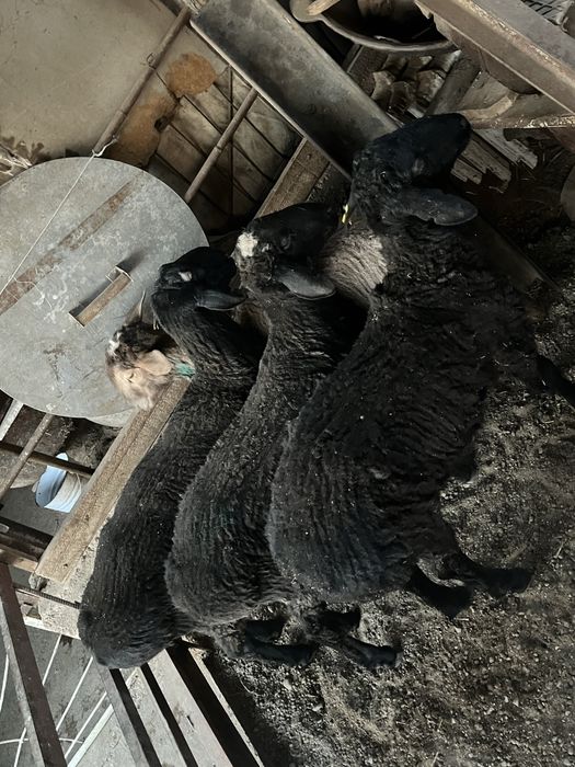 Кошкарлар сатылады 5 бас