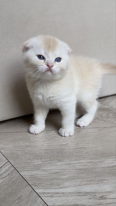 Продаются котята серебристые шиншиллы