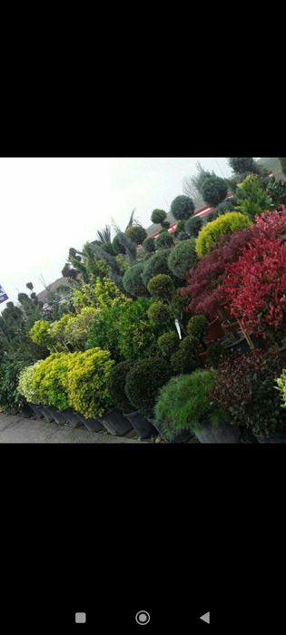 Galiboy yel oq archa